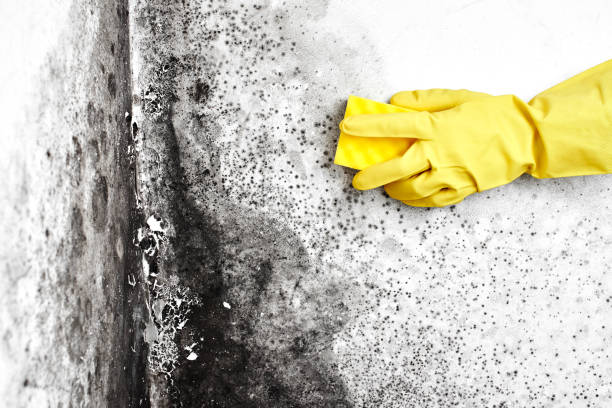 Best Industrial Mold Remediation in North River Shores, FL