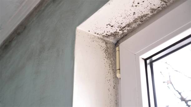 Best Emergency Mold Remediation in North River Shores, FL