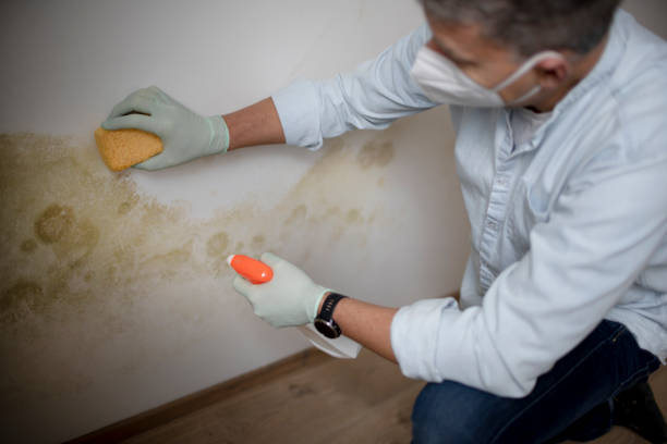 Best Kitchen Mold Remediation in North River Shores, FL