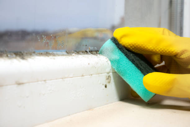 Best Kitchen Mold Remediation in North River Shores, FL