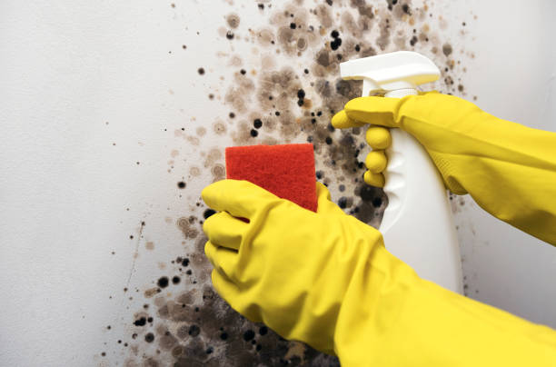 Best Crawl Space Mold Remediation in North River Shores, FL