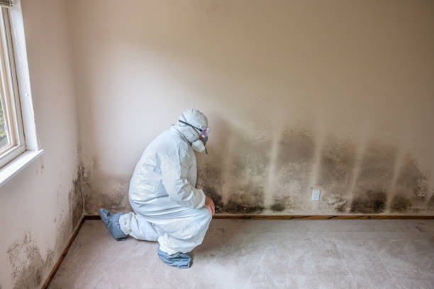 Best Industrial Mold Remediation in North River Shores, FL
